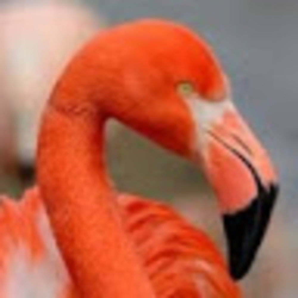 Meet your Posher, Vivian